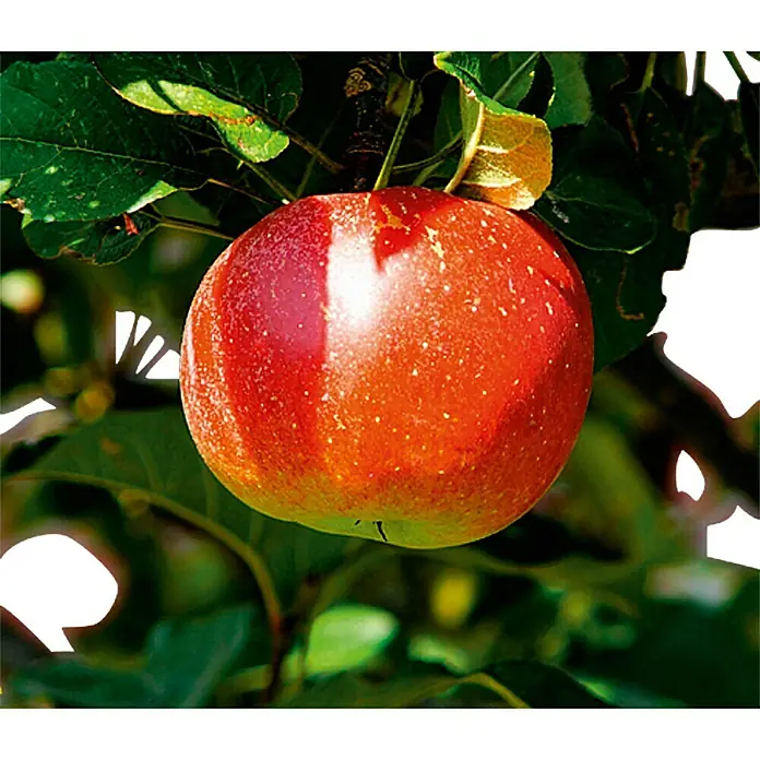 Piardino Apfelbaum - Malus domestica - Detailaufnahme