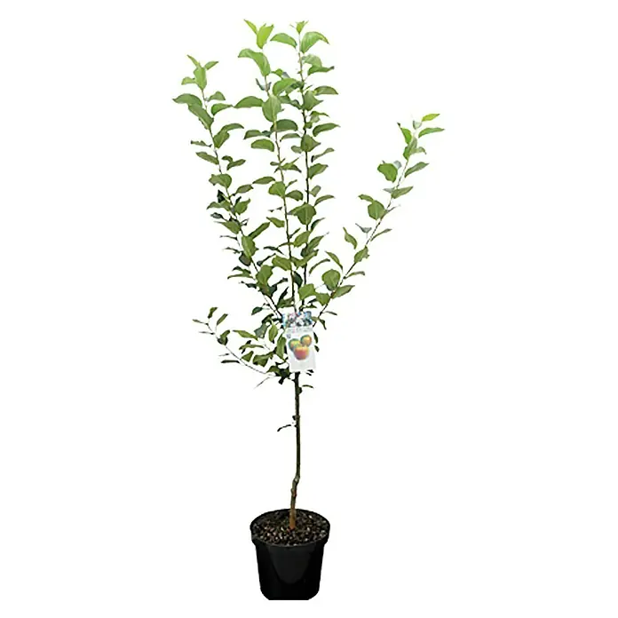 Piardino Pflanzen-Mix - Malus, Pyrus, Prunus, Topfgröße: 23 cm - Vorderansicht