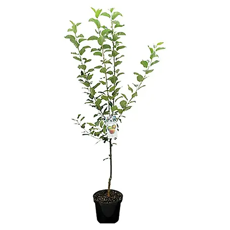 Piardino  Apfelbaum