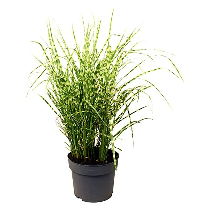 Piardino Garten-Zebraschilf - Miscanthus sinensis strictus, Topfvolumen: 3 l, Gelb/Grün - Vorderansicht