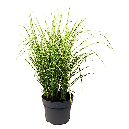 Piardino  Garten-Zebraschilf