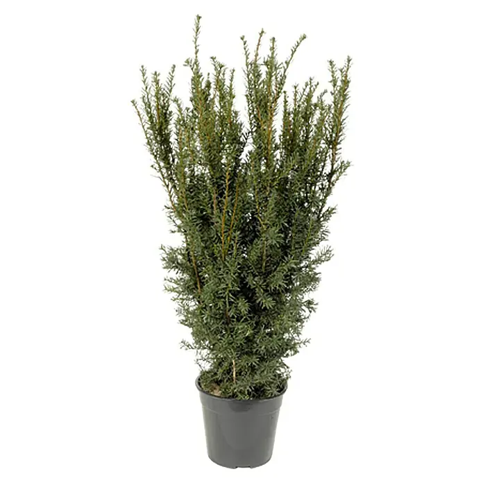 Piardino Heimische Eibe - Taxus media 'Hillii', 80 cm - 100 cm