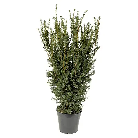 Piardino  Heimische Eibe