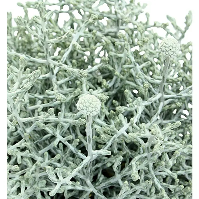 Piardino Silberkörbchen - Calocephalus brownii, Topfgröße: 11 cm, Silberblau - Detailaufnahme
