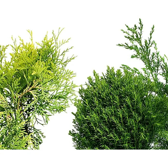Piardino Koniferen-Mix - Chamaecyparis, Juniperus, Thuja, Topfgröße: 9 cm - Detailaufnahme