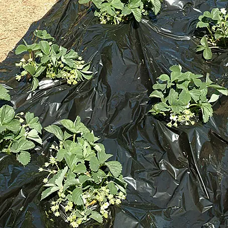 Gardol  Mulchfolie