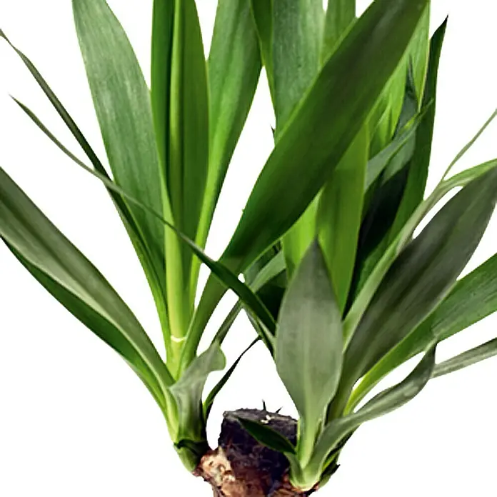 Piardino Yuca pie de elefante - Yucca elephantipes, Tamaño de maceta: 11 cm