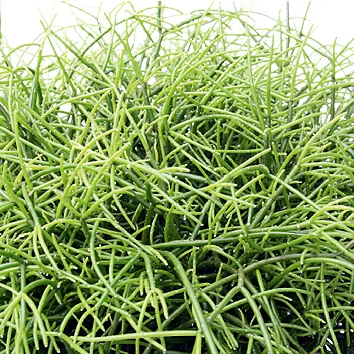 Piardino Rhipsalis - Rhipsalis cassutha, Tamaño de maceta: 12 cm