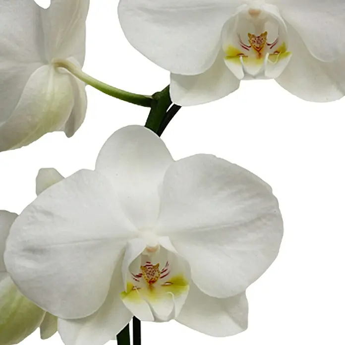 Piardino Schmetterlingsorchidee - Phalaenopsis Hybride, Topfgröße: 12 cm, Weiß, Anzahl Triebe: 1 Stk., Aufrecht