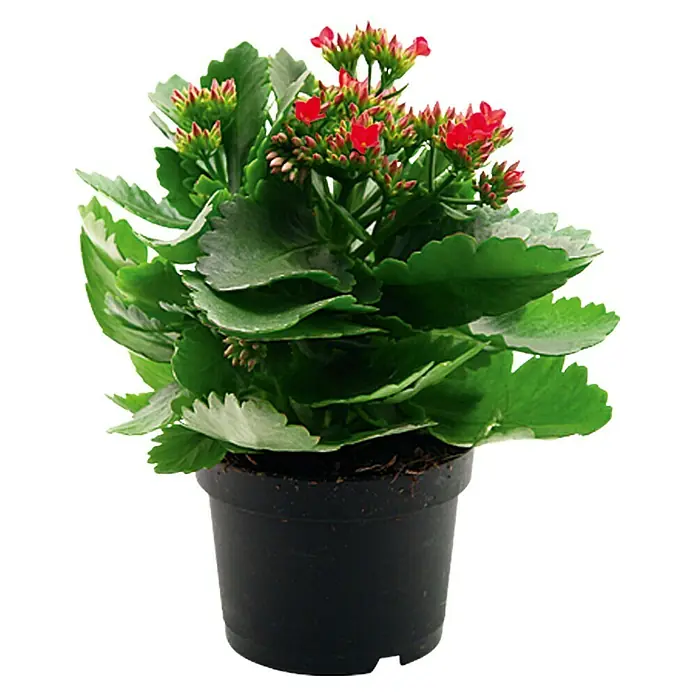 Piardino Flammendes Käthchen - Kalanchoe blossfeldiana, Topfgröße: 10,5 cm, Rot
