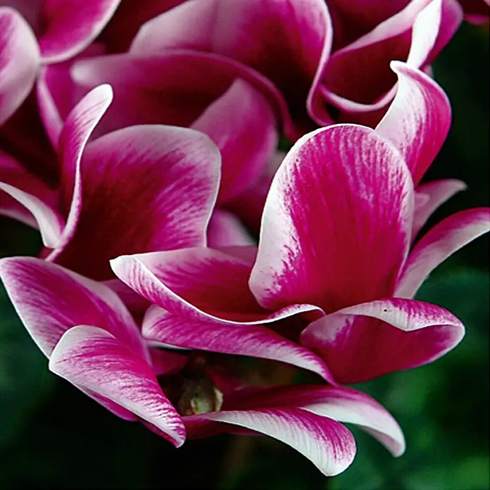 Piardino Ciclamen persicum - Cyclamen persicum Fantasy, Tamaño de maceta: 13 cm, Rosa oscuro/Blanco