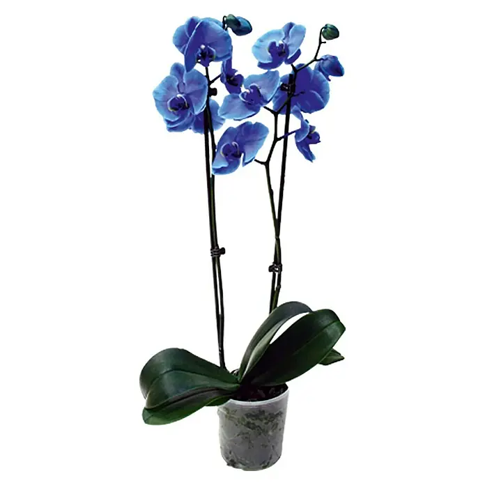Piardino Orquídea mariposa - Phalaenopsis Hybride, Tamaño de maceta: 12 cm, Azul, Número de brotes: 2 ud., En posición vertical