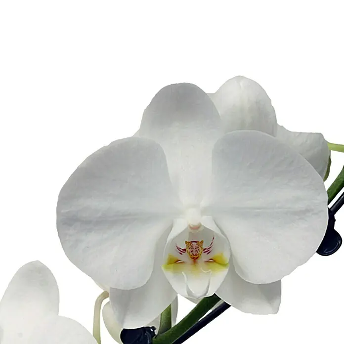 Piardino Schmetterlingsorchidee - Phalaenopsis Hybride, Topfgröße: 12 cm, Weiß, Anzahl Triebe: 1 Stk., Aufrecht