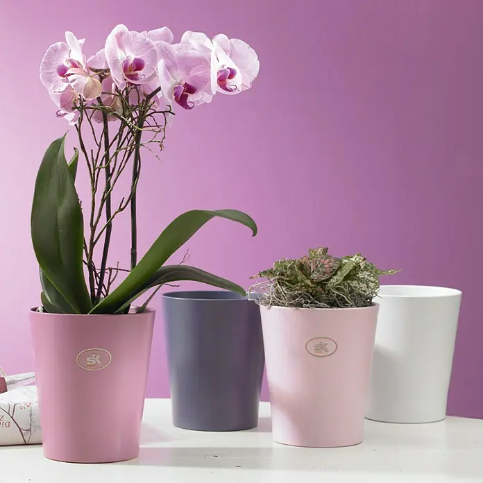SK Orchideentopf Merina Pretty - Außenmaß (Ø x H): 14 x 15 cm, Keramik, Fuchsia - Stimmungsaufnahme