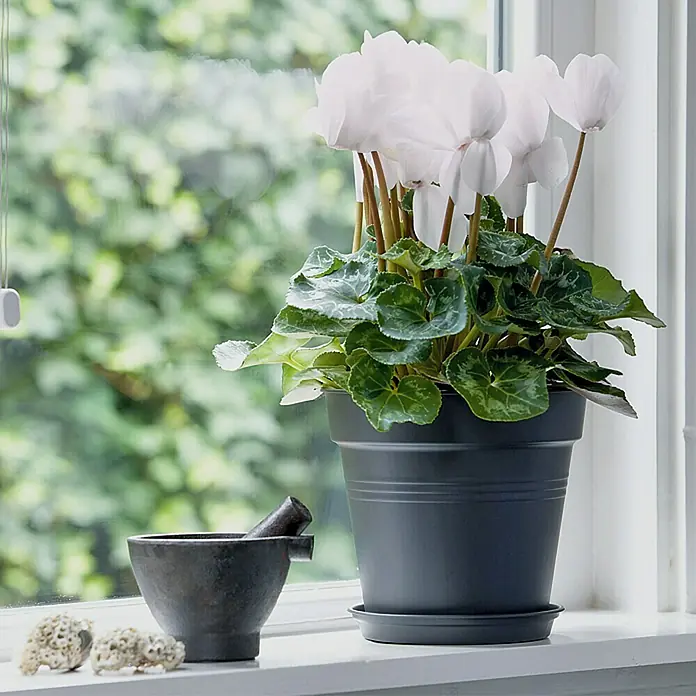 Elho Green Basics Tegla za cvijeće - Maks. vanjski promjer: 11 cm, Plastika, Crne boje