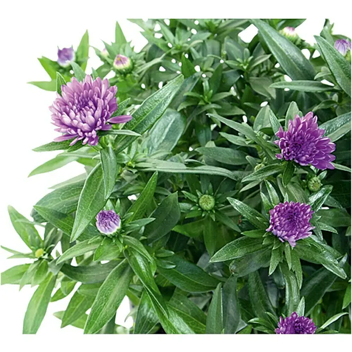 Piardino Glattblatt-Aster - Aster novi belgii, Sortenabhängig - Detailaufnahme