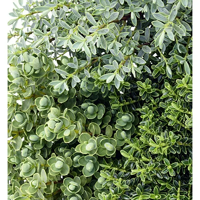 Piardino Strauchveronika - Hebe x andersonii 'Green Boys', Topfgröße: 12 cm - Detailaufnahme