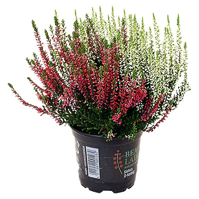 Piardino Besenheide - Calluna vulgaris Beauty Sisters, Mehrfarbig - Vorderansicht
