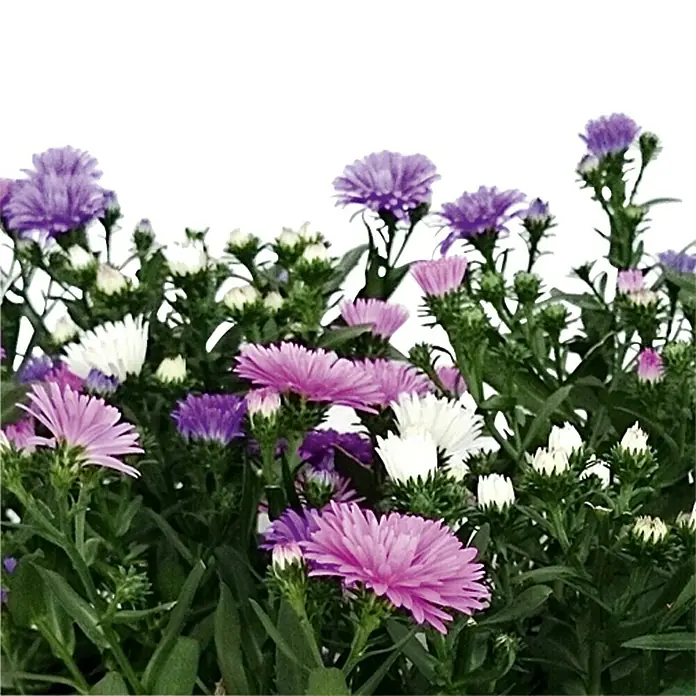 Piardino Glattblatt-Aster - Aster novi belgii, Sortenabhängig - Detailaufnahme
