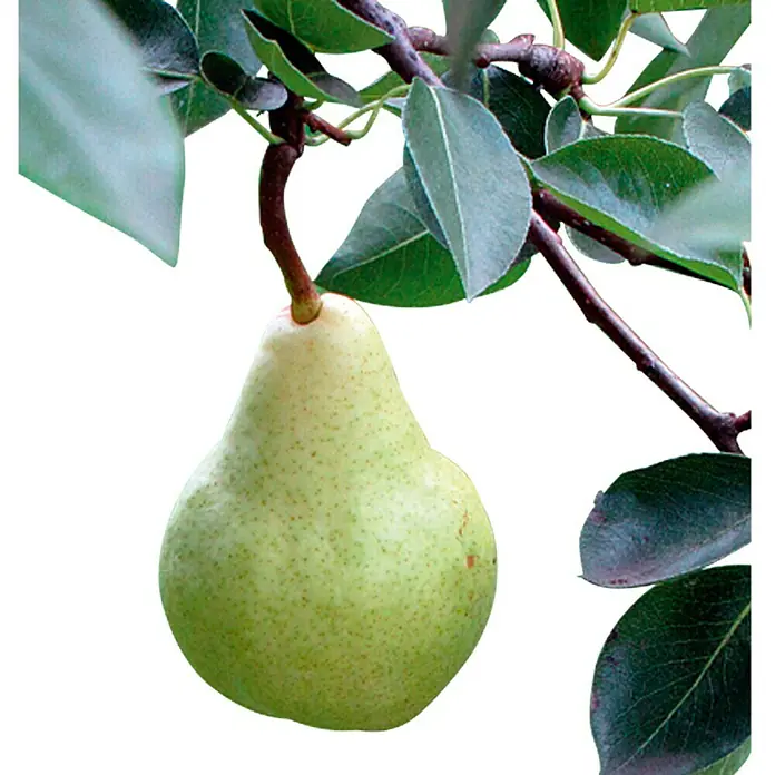 Piardino Birnenbaum - Pyrus communis, Erntezeit: September - Detailaufnahme