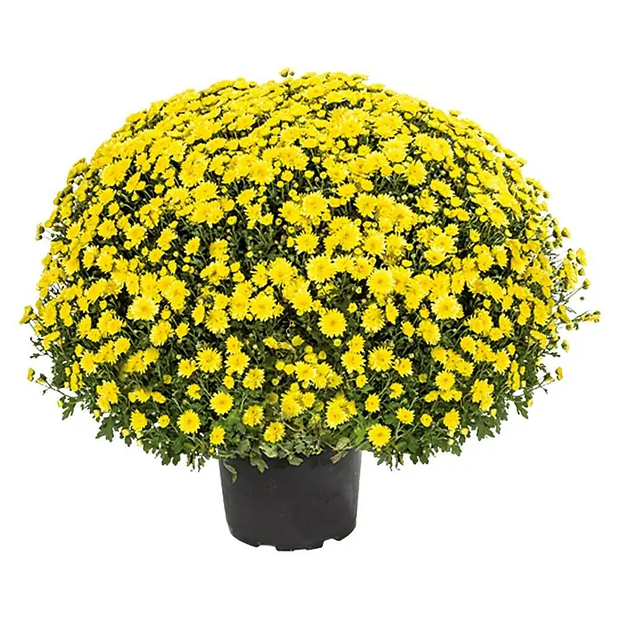 Piardino Herbst-Chrysantheme - Chrysanthemum indicum Hybride, Topfgröße: 19 cm, Sortenabhängig