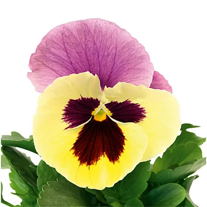 Piardino Garten-Stiefmütterchen - Viola F1, Topfgröße: 9 cm, Sortenabhängig - Detailaufnahme