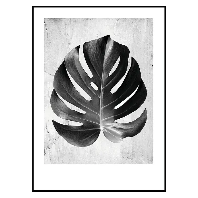 Cuadro Hoja Costilla Adán - Monstera, An x Al: 50 x 70 cm