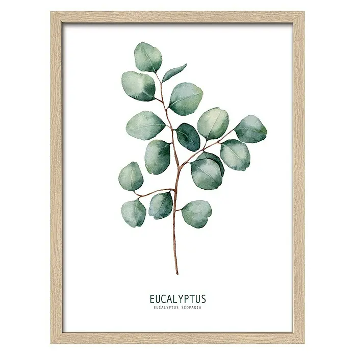 ProArt Bild Eucalyptus - Eukalyptus II, B x H: 33 x 43 cm - Vorderansicht