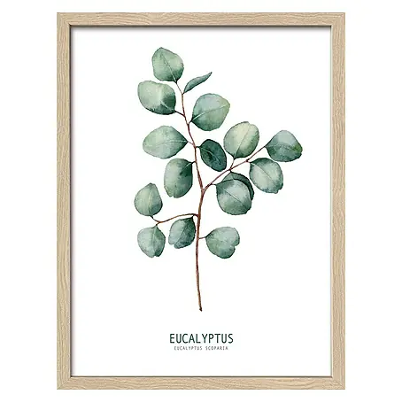 ProArt  Bild Eucalyptus