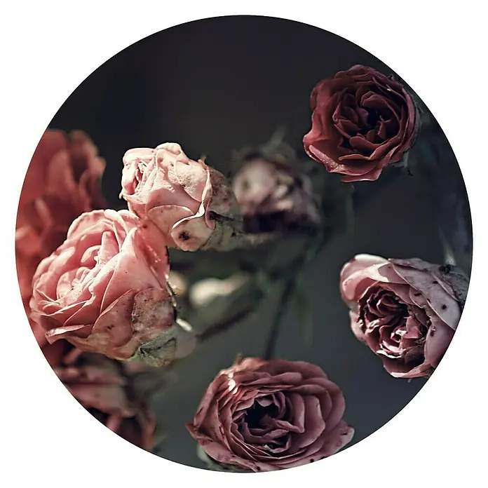 ProArt Glasbild - Beautiful Roses - Vorderansicht