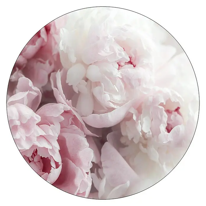 ProArt Glasbild - Peonies II - Vorderansicht