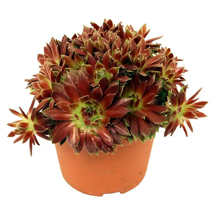 Piardino Hauswurz - Sempervivum, Topfgröße: 14 cm, Rot - Vorderansicht