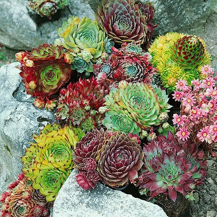 Piardino Hauswurz - Sempervivum, Topfgröße: 14 cm, Rot - Stimmungsaufnahme