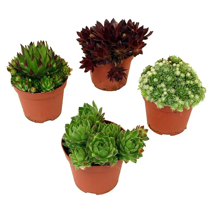 Piardino Hauswurz - Sempervivum, Topfgröße: 9 cm, Grün - Vorderansicht