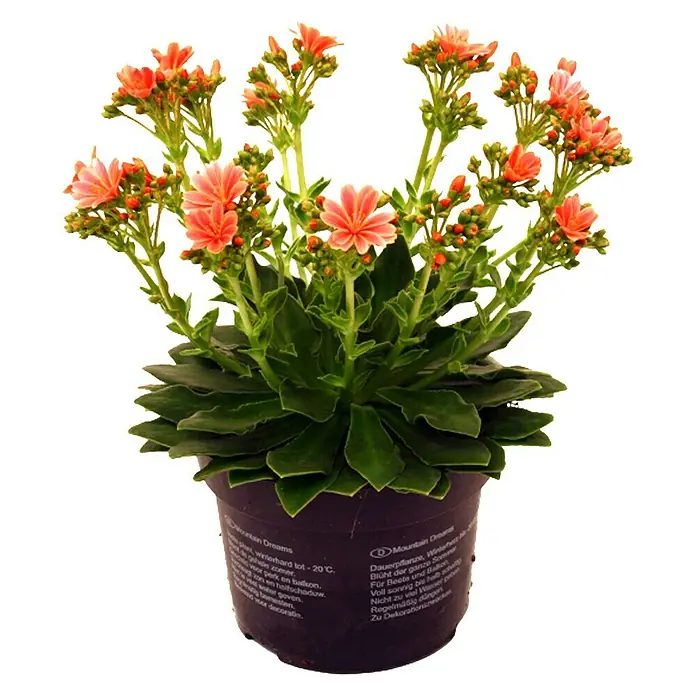 Piardino Gewöhnliche Bitterwurz - Lewisia cotyledon, Topfgröße: 11 cm, Sortenabhängig - Vorderansicht