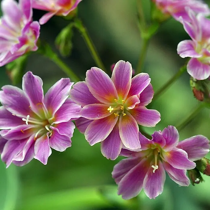 Piardino Levisia - Lewisia cotyledon, Tamaño de maceta: 13 cm, En función de la variedad - Primer plano