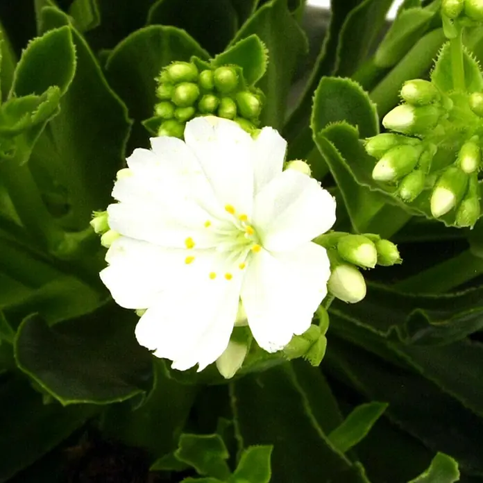 Piardino Gewöhnliche Bitterwurz - Lewisia cotyledon, Topfgröße: 13 cm, Sortenabhängig - Detailaufnahme