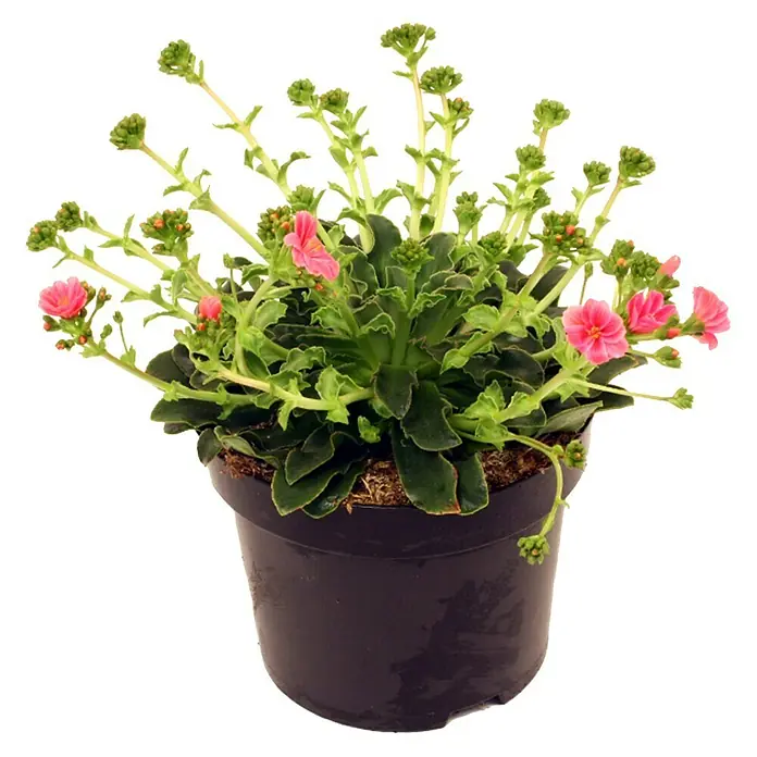 Piardino Gewöhnliche Bitterwurz - Lewisia cotyledon, Topfgröße: 13 cm, Sortenabhängig - Vorderansicht
