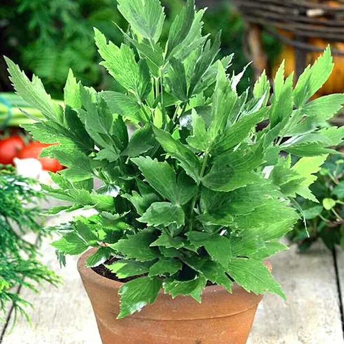 Piardino Liebstöckel Bio - Levisticum officinale - Detailaufnahme