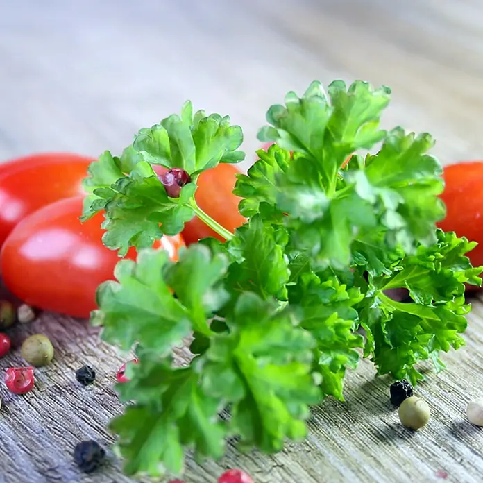 Piardino Bio Petersilie Bio - Petroselinum crispum - Stimmungsaufnahme