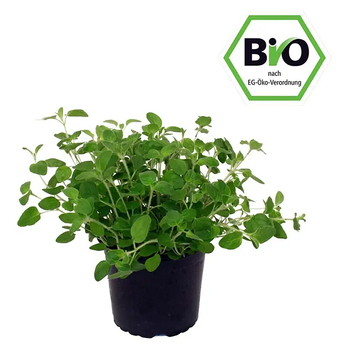 Piardino Bio Oregano Bio - Origanum vulgare - Vorderansicht