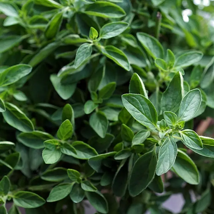Piardino Bio Oregano Bio - Origanum vulgare - Detailaufnahme