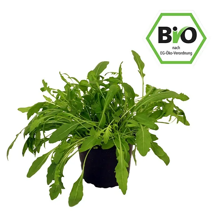 Piardino Bio Rucola Bio - Eruca sativa - Vorderansicht