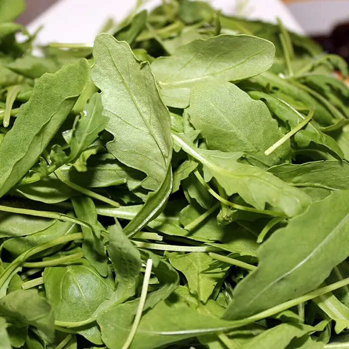 Piardino Bio Rucola Bio - Eruca sativa - Detailaufnahme