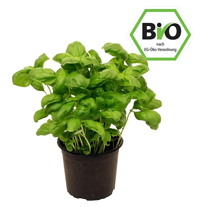 Piardino Basilikum Bio - Ocimum basilicum - Vorderansicht