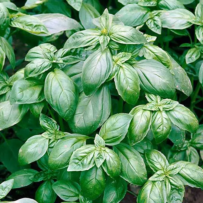 Piardino Basilikum Bio - Ocimum basilicum - Detailaufnahme