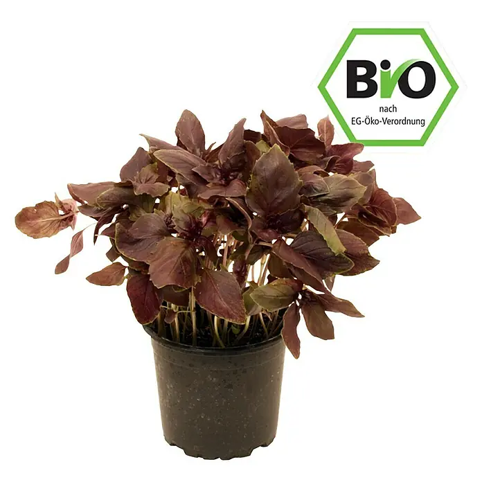 Piardino Basilikum - Ocimum basilicum, Topfgröße: 12 cm, Blattfarbe: Rot - Vorderansicht