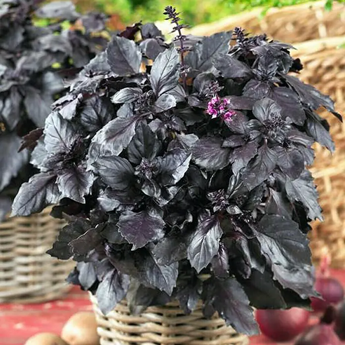Piardino Basilikum - Ocimum basilicum, Topfgröße: 12 cm, Blattfarbe: Rot - Stimmungsaufnahme