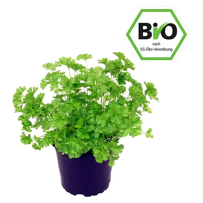 Piardino Bio Petersilie Bio - Petroselinum crispum - Vorderansicht