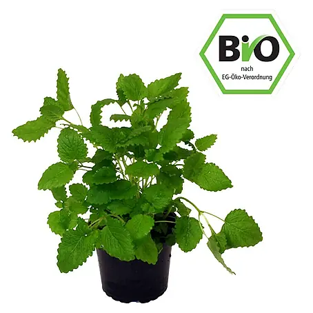 Piardino Bio Zitronenmelisse Bio